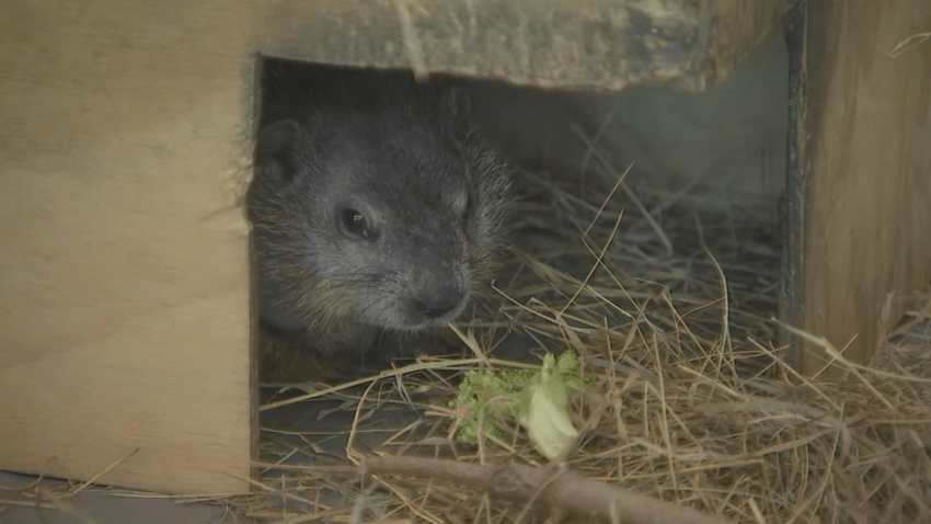 Ms. G, Massachusetts' official weather forecaster for Groundhog Day, at Drumlin Farm on Friday, Feb. 2, 2024.