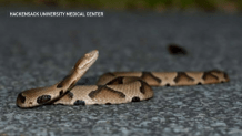 snake copperhead